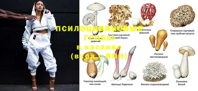 мориарти формула  Курильск  Псилоцибиновые грибы мицелий 